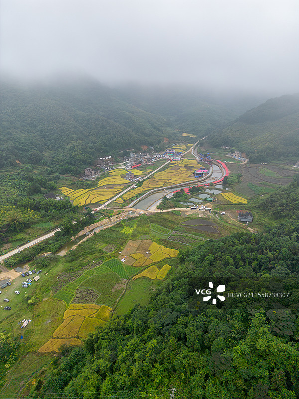 舶拍秋季的金黄色水稻，永宁镇横垌瑶族盘王节，广东省阳江市阳春市图片素材