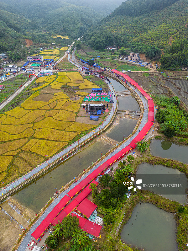 舶拍秋季的金黄色水稻，永宁镇横垌瑶族盘王节，广东省阳江市阳春市图片素材
