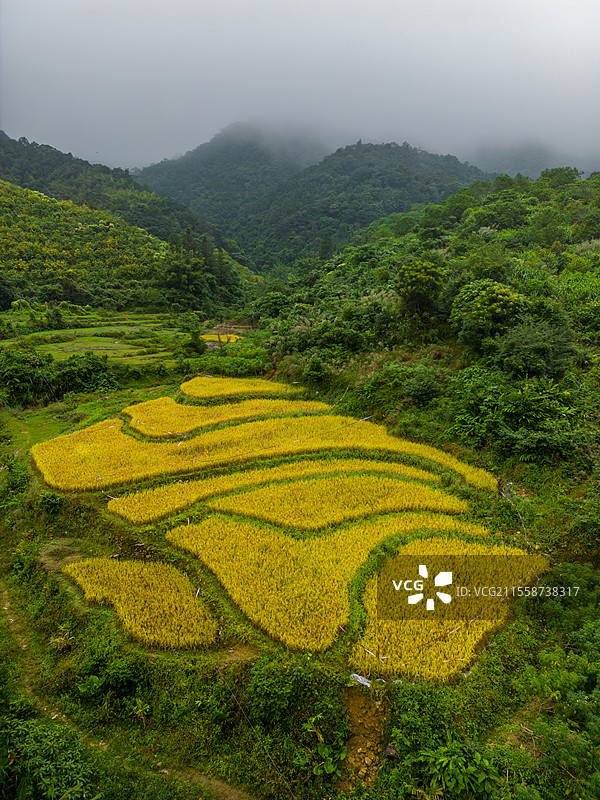舶拍秋季的金黄色水稻，永宁镇横垌瑶族盘王节，广东省阳江市阳春市图片素材