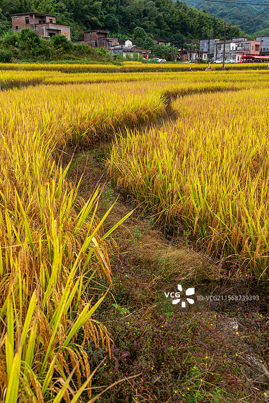 秋季金黄的水稻，永宁镇横垌瑶族盘王节活动现场，广东省阳江市阳春市图片素材