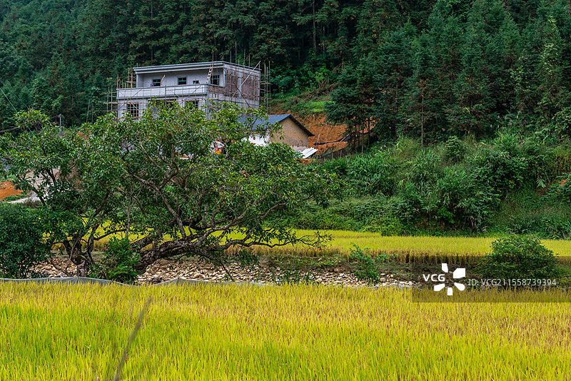 秋季金黄的水稻，永宁镇横垌瑶族盘王节活动现场，广东省阳江市阳春市图片素材
