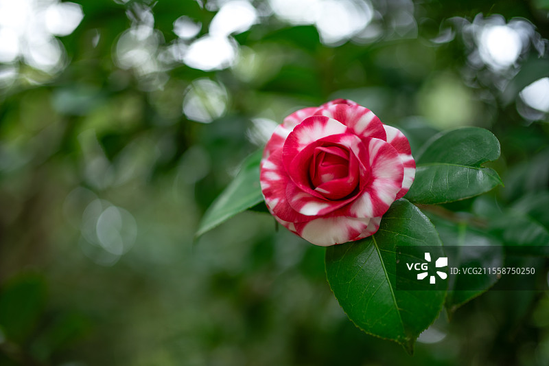 梦幻的粉色山茶花图片素材