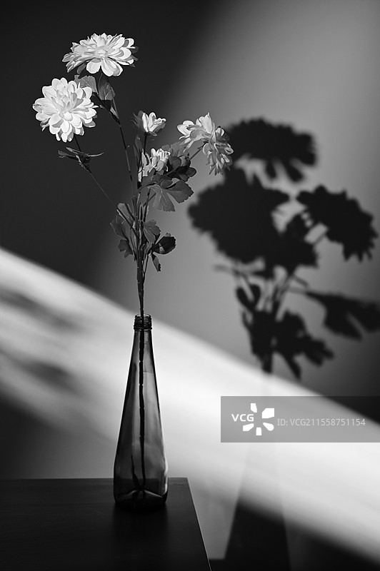 抽象的白色菊花与工作室中的阴影图片素材