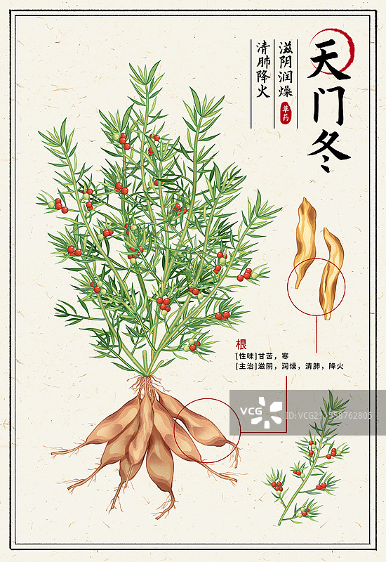 中国传统文化中医养生中草药药材医疗用品之天门天门冬图片素材