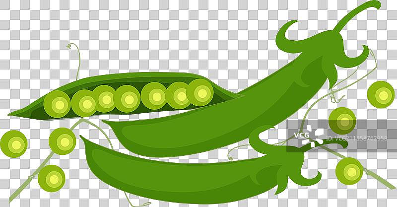 绿豌豆设计与图片素材