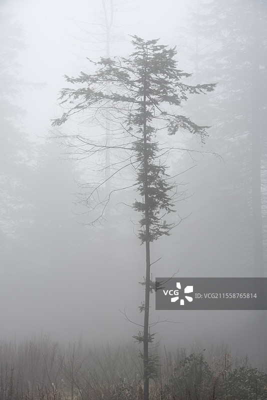 美丽而富有情感的秋季森林风景，雾气和薄雾营造出梦幻般的氛围图片素材