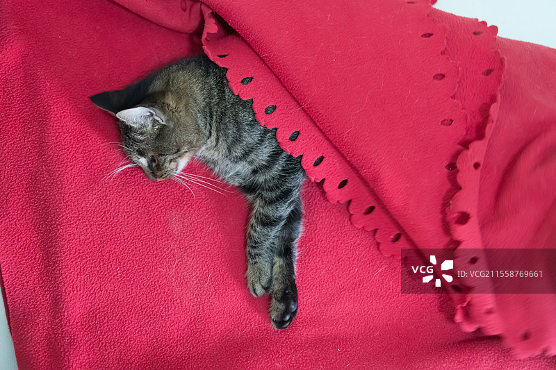 猫在家中躺在地板上，正在从绝育和麻醉中恢复。宠物的腹部有许多缝合线，经过子宫蓄脓手术。高质量照片。图片素材