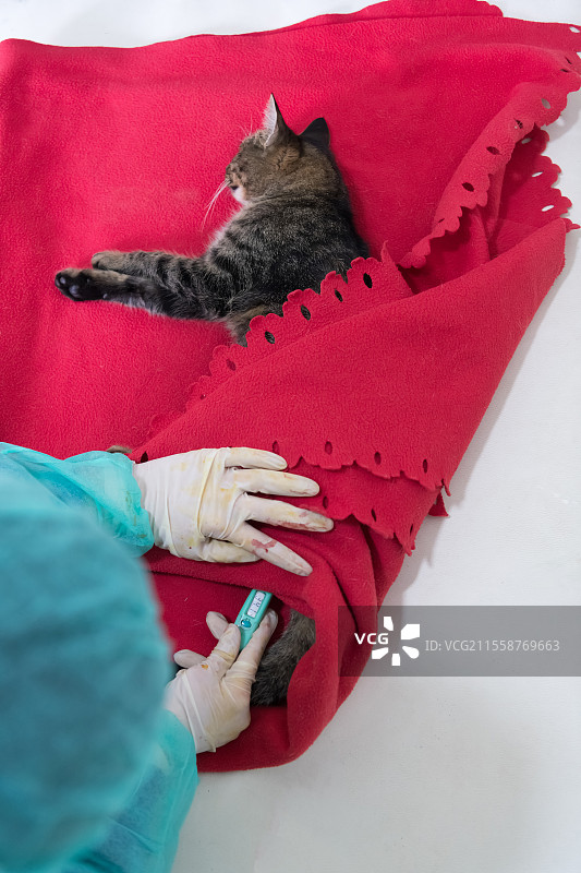 兽医为小猫进行绝育手术后测量体温。高质量照片。图片素材