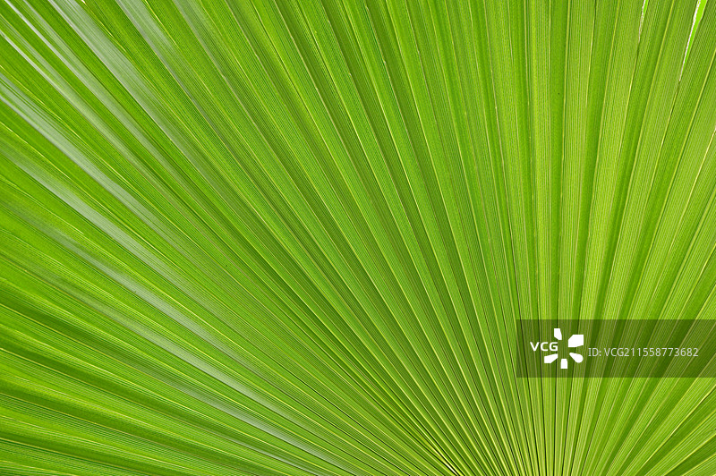 特写墨西哥扇棕榈或华盛顿棕榈图片素材