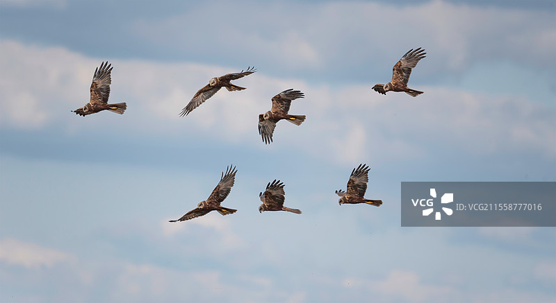 美丽的苍鹭（Circus Aeruginosus）猛禽在春季湿地景观上空飞行捕食的图像，展示了多种飞行姿态的合成。图片素材