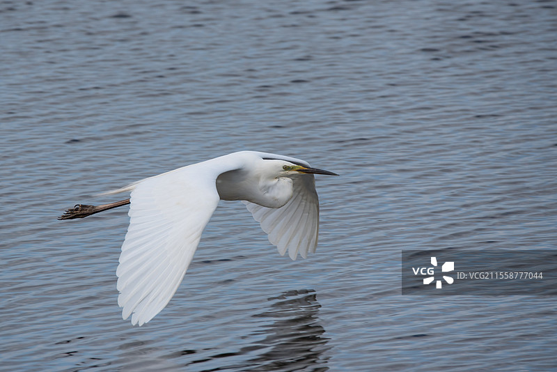 美丽的白鹭（Ardea Alba）在春日阳光下飞翔于湿地的迷人画面图片素材