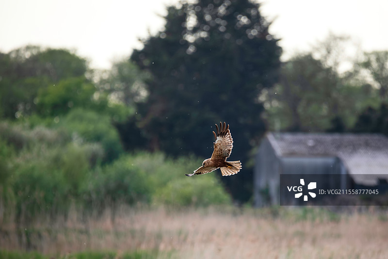 美丽的苍鹭（Circus Aeruginosus）猛禽在春季湿地景观上空飞行捕猎食物的画面图片素材