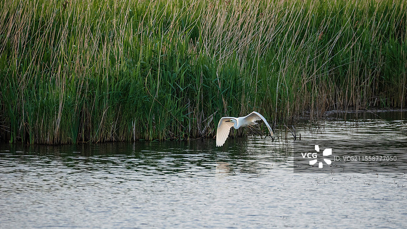 美丽的白鹭（Ardea Alba）在春日阳光下飞翔于湿地的迷人画面图片素材