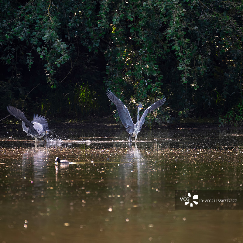 成年雄性灰鹭在春天的早晨湖边争斗图片素材