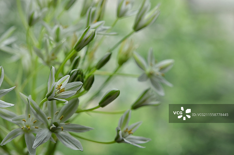 白色的星星花（Ornithogalum umbellatum）特写图片素材