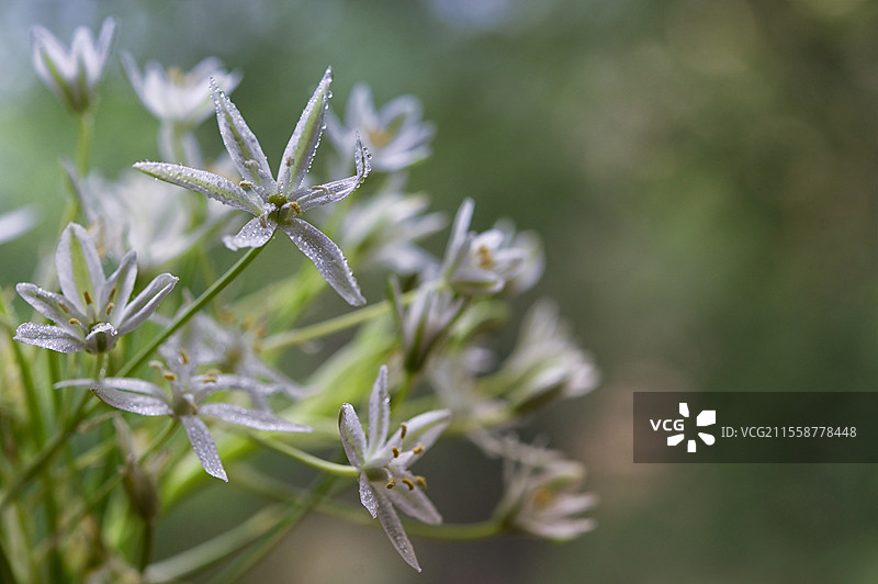 白色的星星花（Ornithogalum umbellatum）特写图片素材