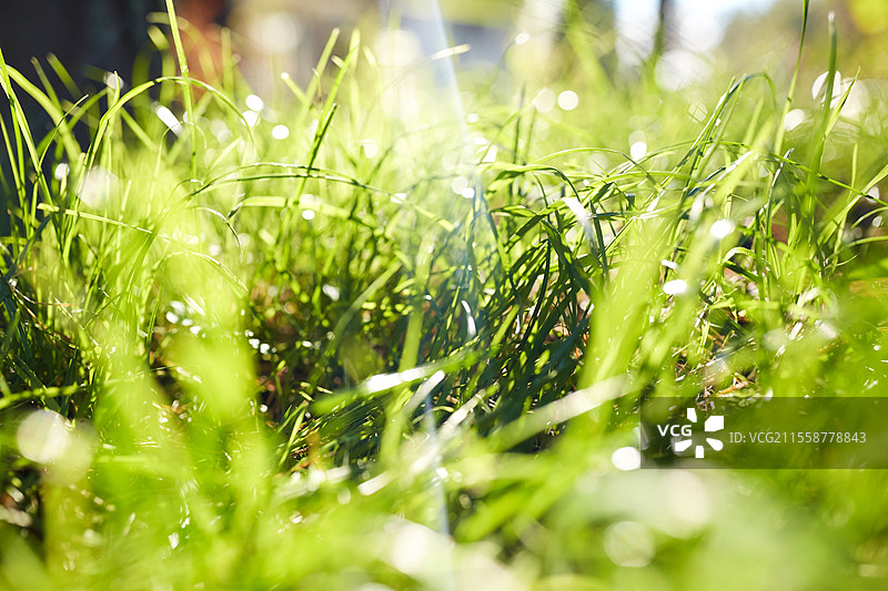 自然与植物概念 - 夏季绿草的特写。夏季绿草的特写。图片素材