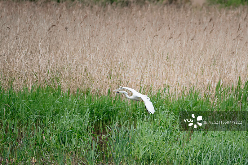 美丽的白鹭（Ardea Alba）在春日阳光下飞翔于湿地的迷人画面图片素材