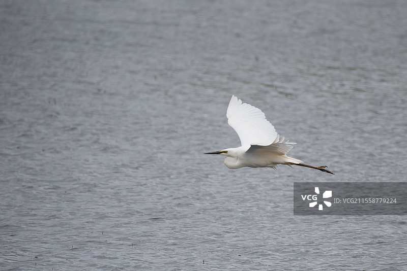 美丽的白鹭（Ardea Alba）在春日阳光下飞翔于湿地的迷人画面图片素材