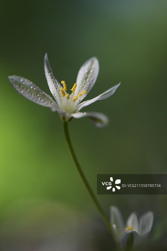 白色的星星花（Ornithogalum umbellatum）特写图片素材