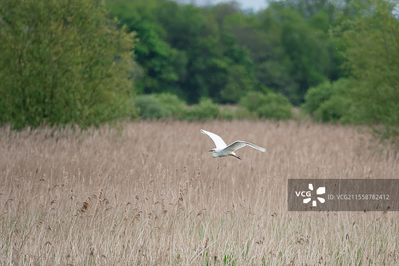 美丽的白鹭（Ardea Alba）在春日阳光下飞翔于湿地的迷人画面图片素材