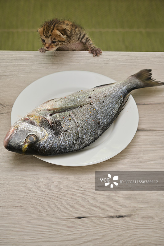 小猫试图从桌子上偷走多拉达鱼图片素材