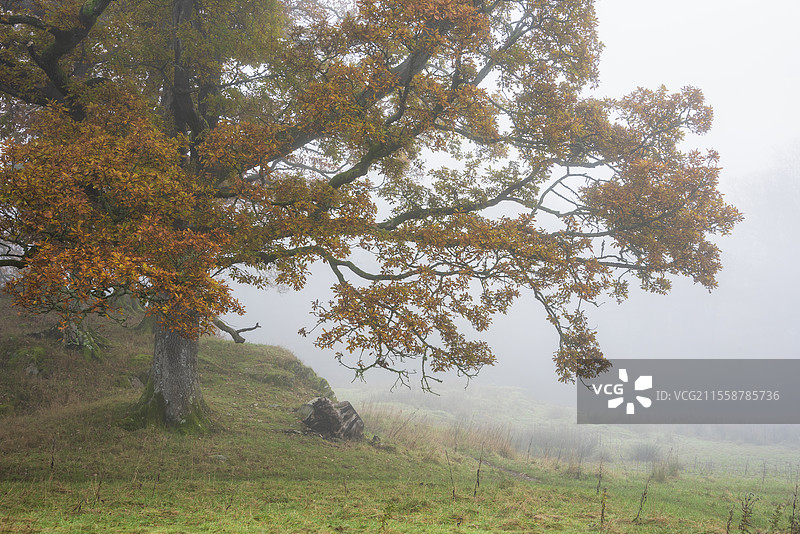 湖区布拉瑟河的壮丽秋季风景，远望朗代尔山脊，河面上笼罩着雾气，周围是生机勃勃的森林。图片素材
