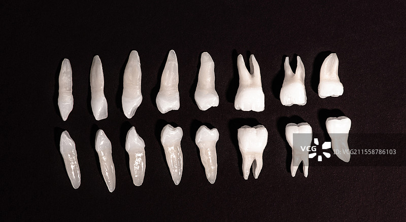 义齿修复 白牙在黑色背景上 口腔卫生 牙齿健康概念 口腔护理 牙齿修复 顶视图。高质量的留白照片。图片素材