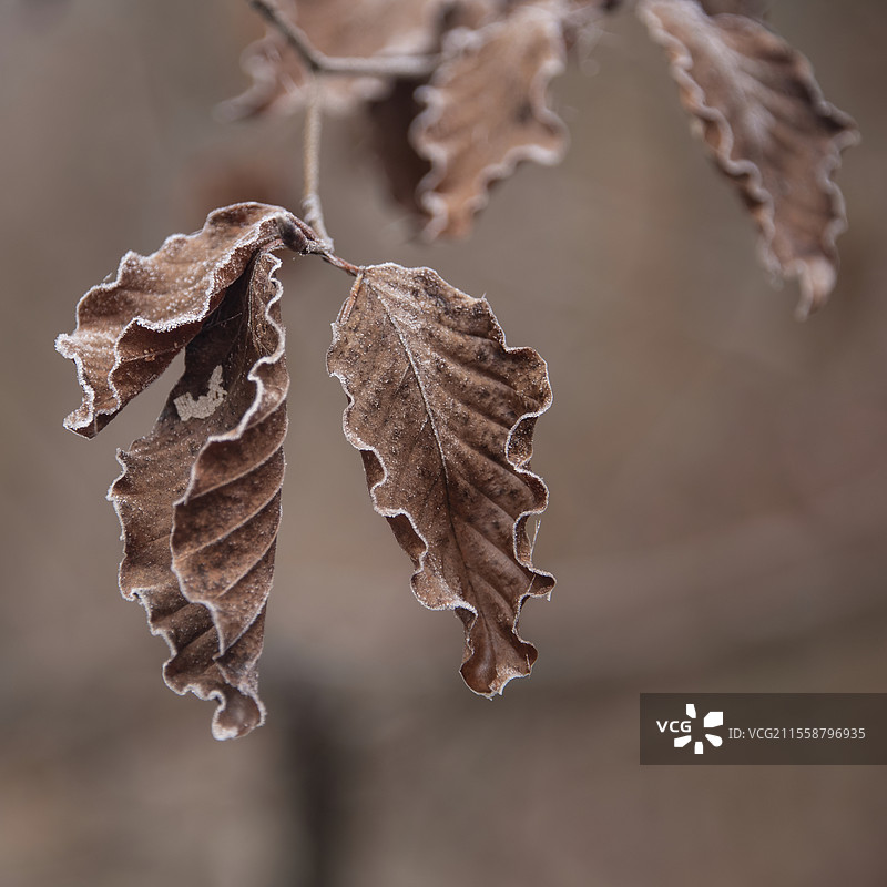 美丽的特写镜头，展示了覆盖着白霜的冰冻植物，拍摄于英格兰乡村的黎明时分。图片素材