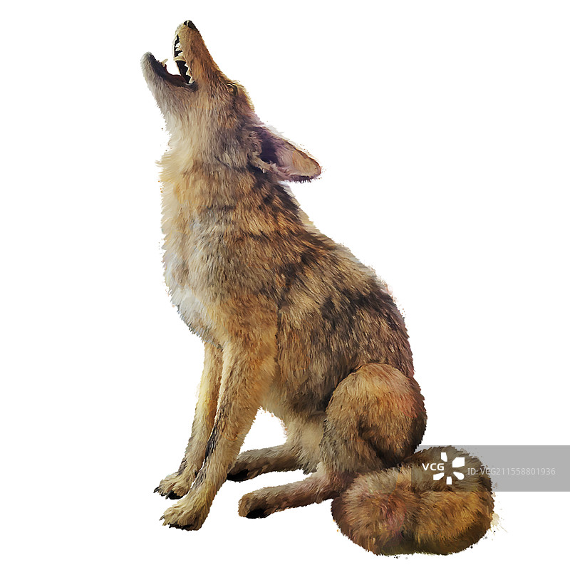 孤立在白色背景上的狼的数字画作图片素材