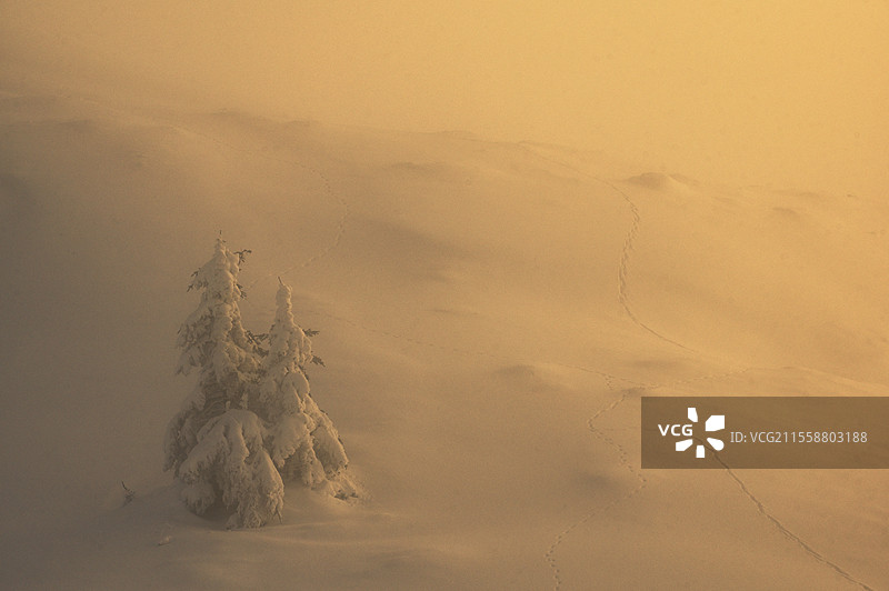 罗马尼亚丘卡斯山脉中的冬季雾霭中的树木图片素材