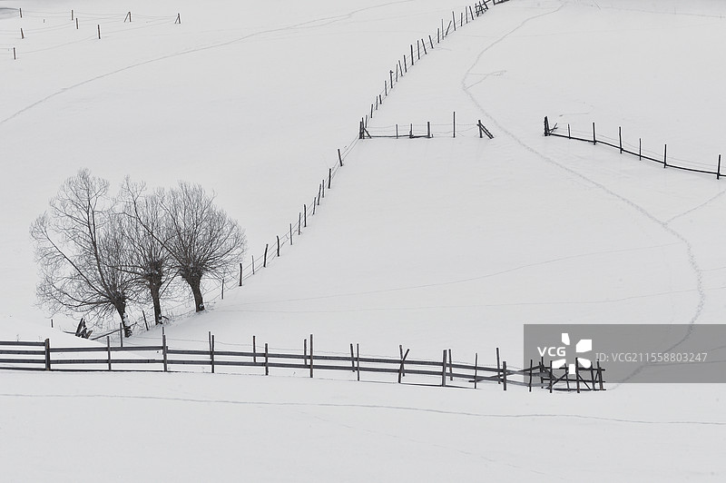 罗马尼亚西尔尼亚的冬季树木和围栏图片素材