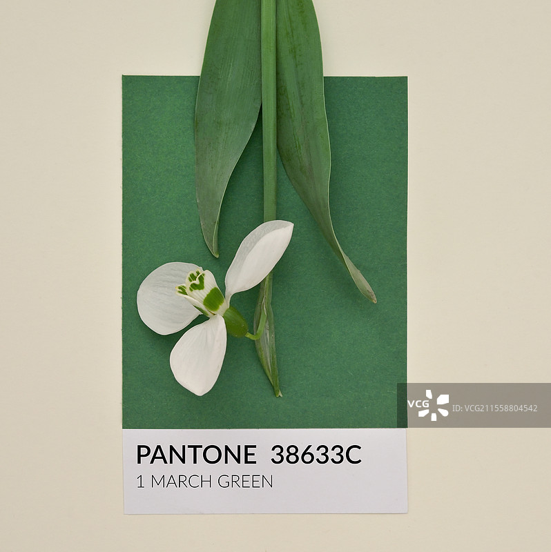 抽象的3月潘通绿色纸板与雪花莲。图片素材