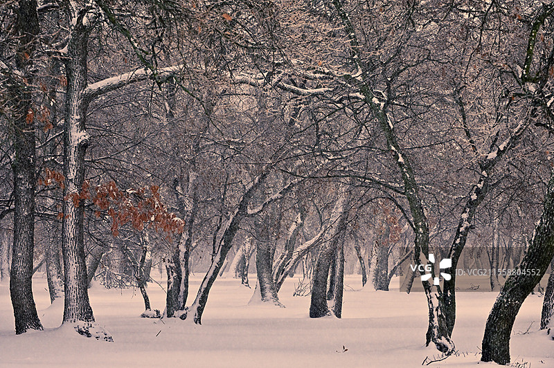 罗马尼亚马钦山的冬季树木图片素材