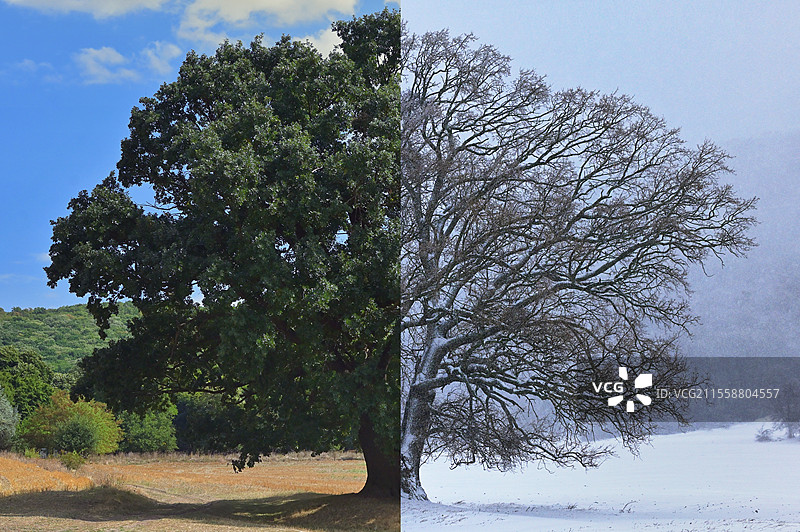 罗马尼亚多布罗贾的冬季老橡树图片素材
