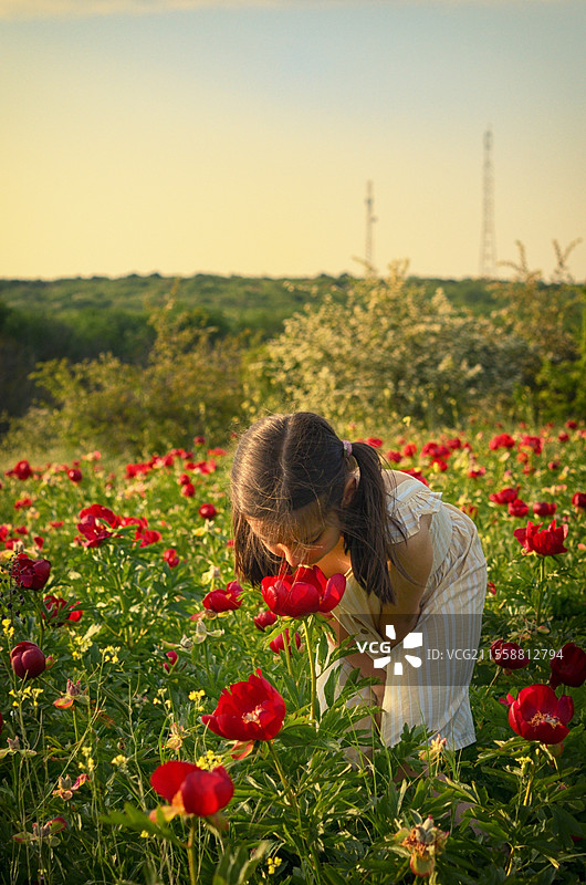 阳光明媚的夏日里，小女孩在牡丹花田中图片素材