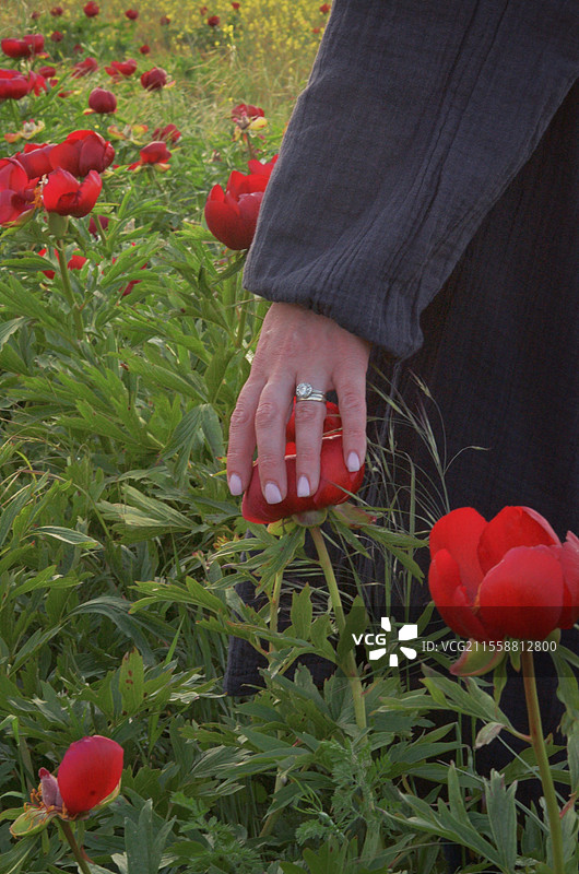 女人的手在阳光明媚的夏日触摸牡丹花图片素材
