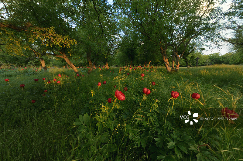 森林中日落时分盛开的野生红牡丹花图片素材
