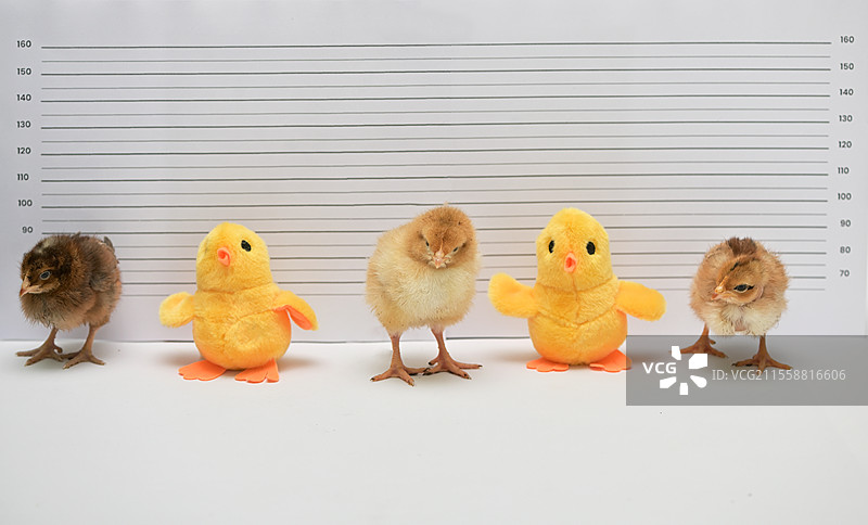 概念真实与玩具鸡在警察局摆姿势拍照图片素材