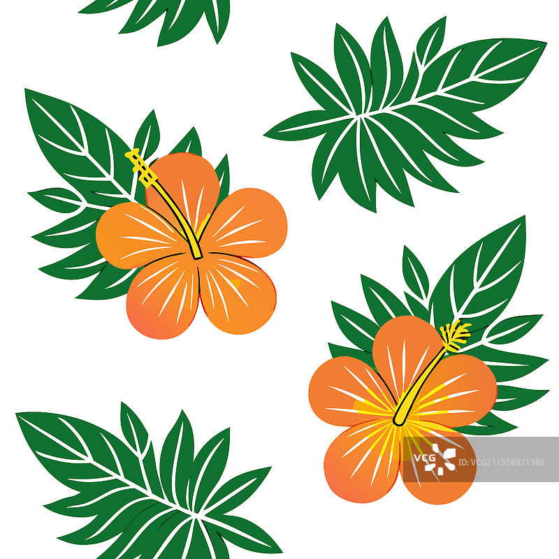 夏威夷木槿花无缝图案图片素材