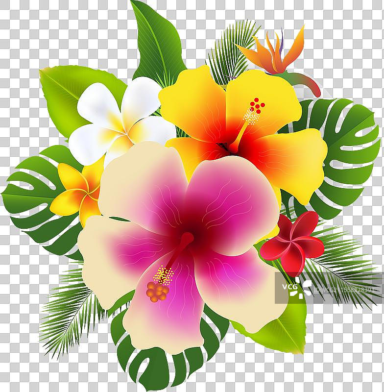 热带花卉的缅栀花横幅图片素材