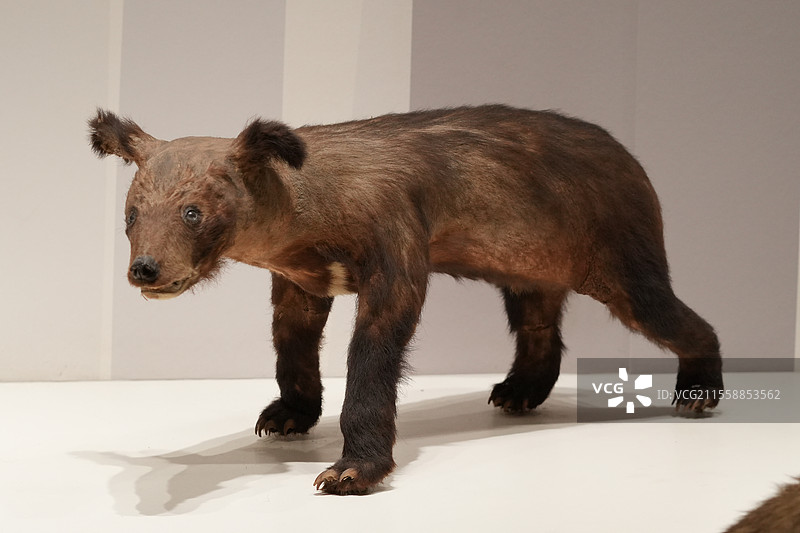 亚洲黑熊（幼体）标本图片素材