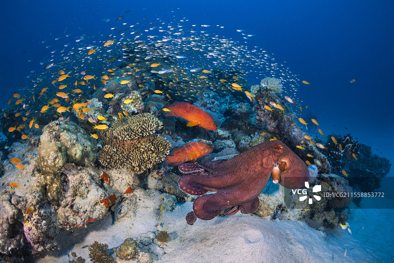 章鱼和石斑鱼。两只章鱼和鲜艳的红色彩虹石斑鱼在这个充满生机的珊瑚礁上安家。图片素材