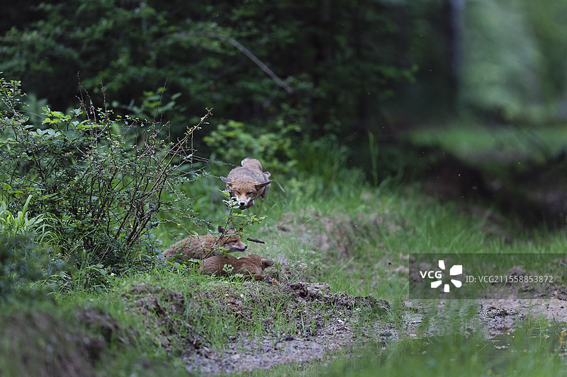 红狐（Vulpes vulpes）在法国奥贝里夫国家森林公园与幼崽玩耍，跳过它们。图片素材