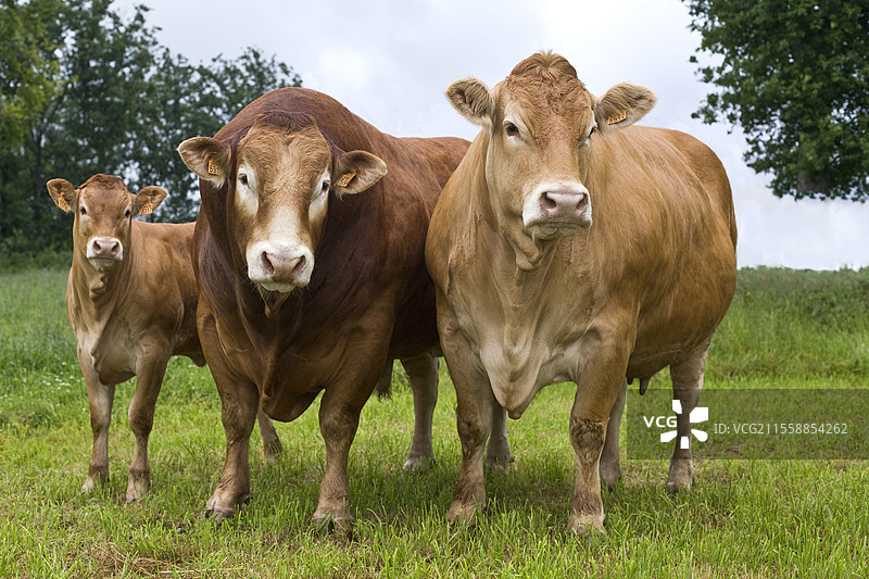 利穆赞公牛、母牛和小牛，正面视图，肩并肩，位于法国的草地上图片素材