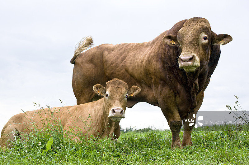 利穆赞公牛、母牛和小牛，正面视图，肩并肩，位于法国的草地上图片素材