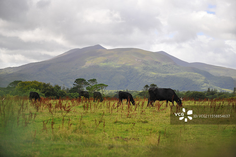在爱尔兰放牧的牛群图片素材