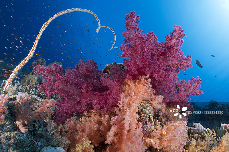 软珊瑚（Dendronephthya sp）和鞭状珊瑚（Junceella sp）。珊瑚礁。拉斯穆罕默德国家公园（沙姆沙伊赫 - 拉斯穆罕默德）和提兰海峡。西奈半岛。红海，埃及。图片素材