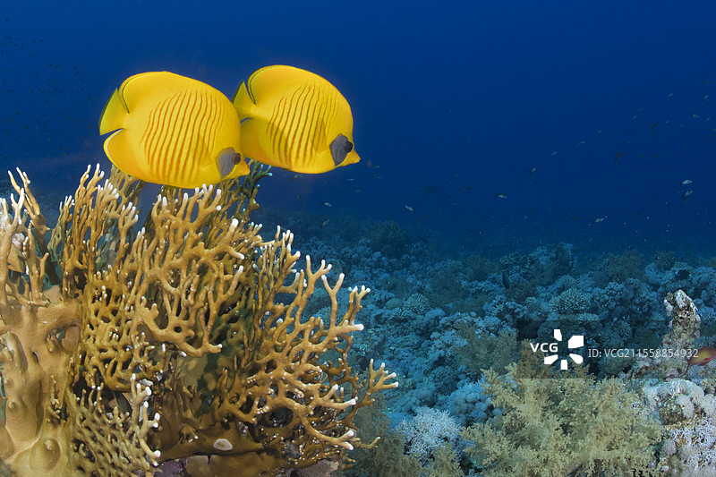 面具蝶鱼（Chaetodon semilarvatus）。礁鱼。拉斯穆罕默德国家公园（沙姆沙伊赫 - 拉斯穆罕默德）和提兰海峡。西奈半岛。红海，埃及。图片素材
