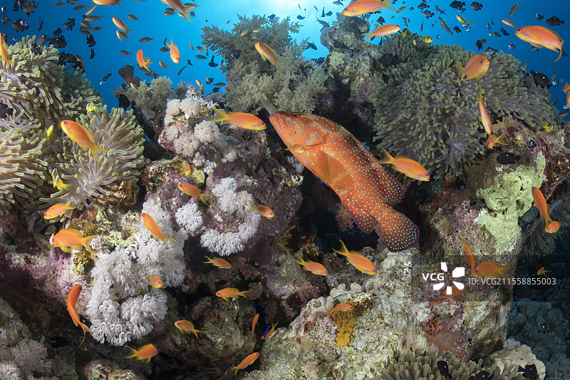 热带石斑鱼（Cephalopholis miniata）、安氏小丑鱼（Pseudanthias squamipinnis）、软珊瑚（Dendronephthya sp）和海葵。珊瑚礁，珊瑚。拉斯穆罕默德国家公园（沙姆沙伊赫 - 拉斯穆罕默德）和提兰海峡。西奈半岛。红海，埃及。图片素材